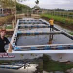 BUMG Sapue pakat desa Rayeuk glang glong kecamatan Mantang kuli