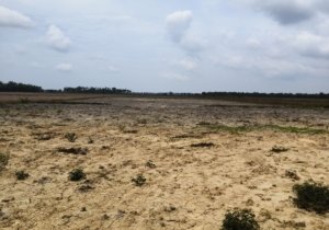 Hampir Setahun Pascabencana, Irigasi Cot Kupok Aceh Utara Belum Berfungsi, 90 Persen Warga Terancam Kehilangan Mata Pencaharian